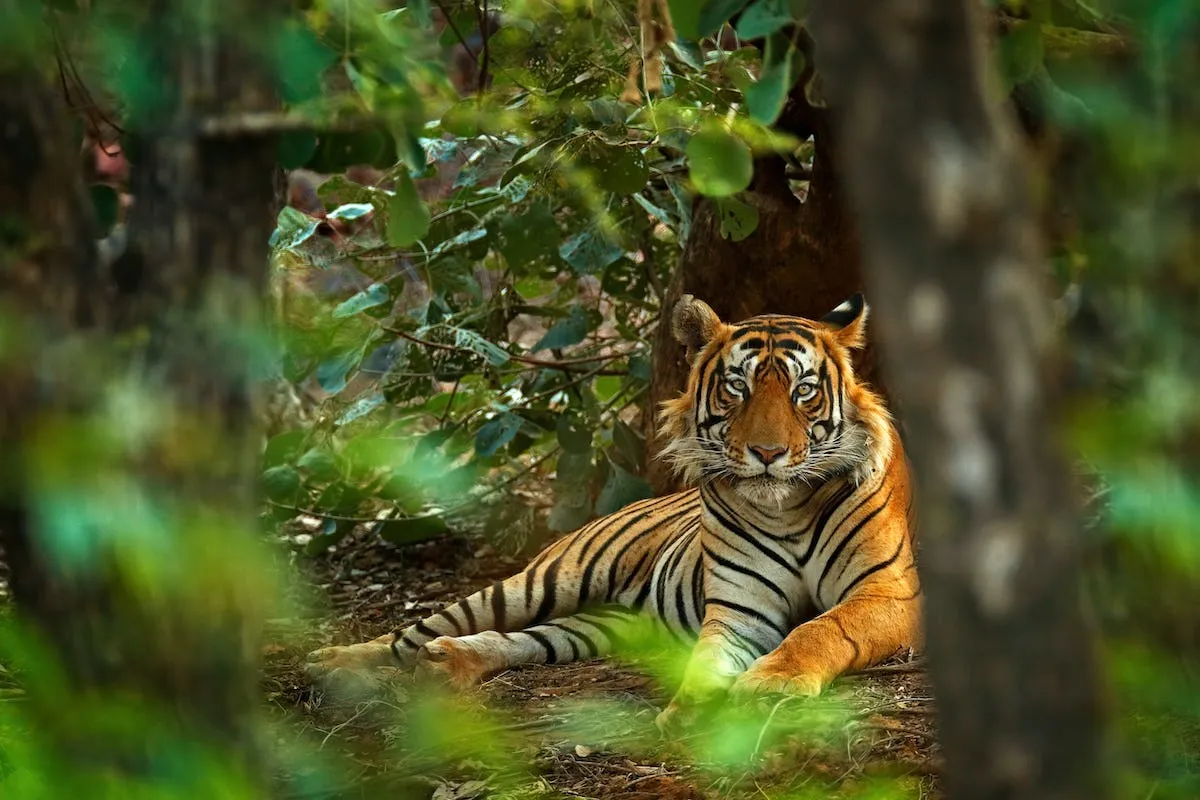 Bardiya Jungle Safari Tour – 4 Days / 3 Nights